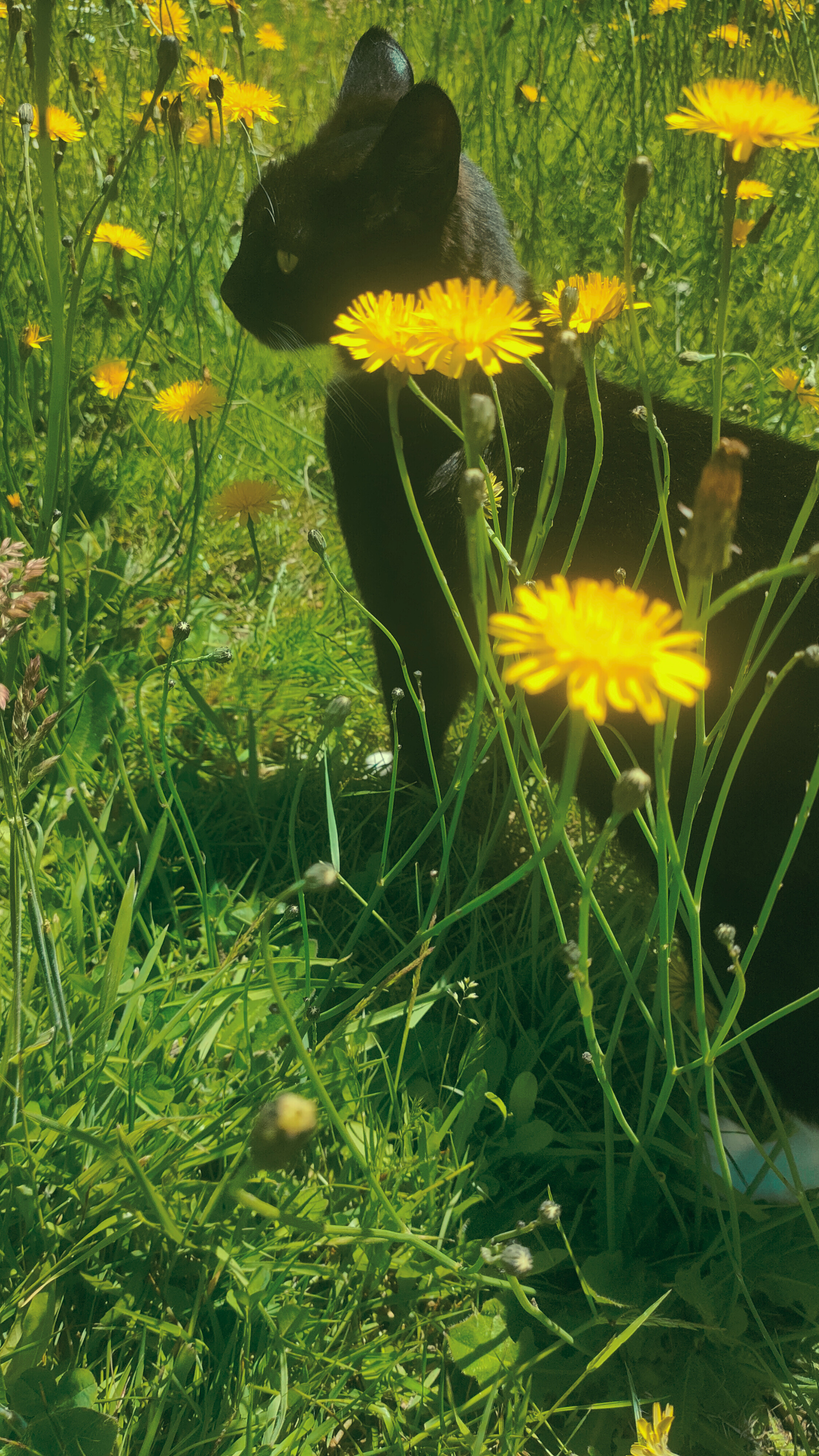Artistic photograph of yellow dandelions in sunlight with a subtle black cat silhouette hidden in shadows, captured in a British garden. Natural composition with vibrant green grass and wildflowers.