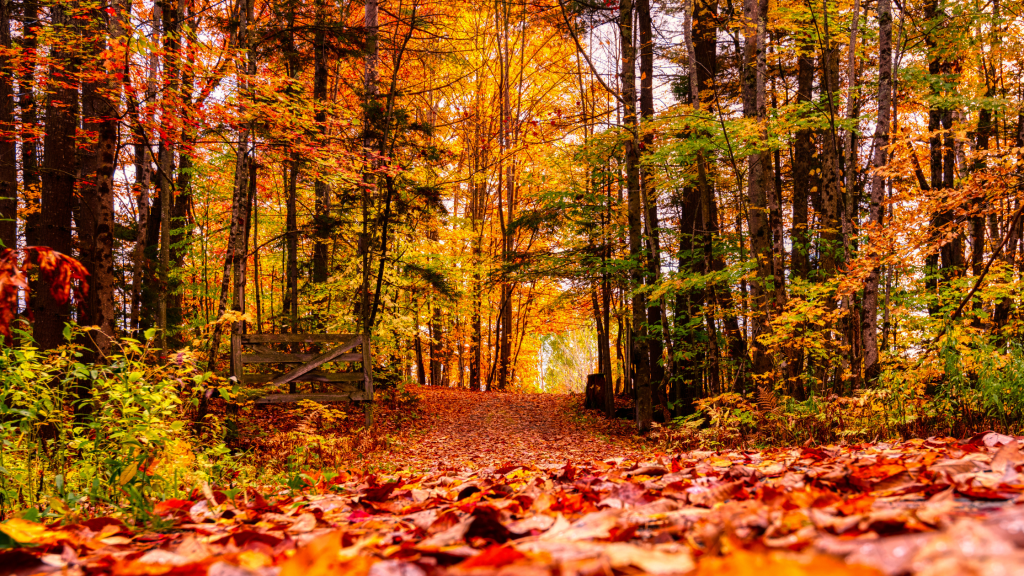 Autumn landscape featuring golden foliage and rich amber tones across Southend-on-Sea countryside, contemporary nature photography by British-Polish artist showcasing seasonal transformation and warm fall colors.