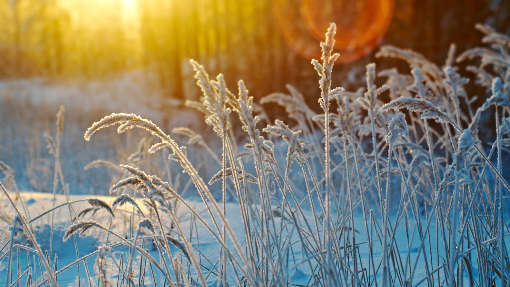 Winter landscape featuring frost-covered meadows and bare birch trees in Southend-on-Sea countryside, contemporary nature photography showcasing seasonal tranquility and winter's stark beauty.